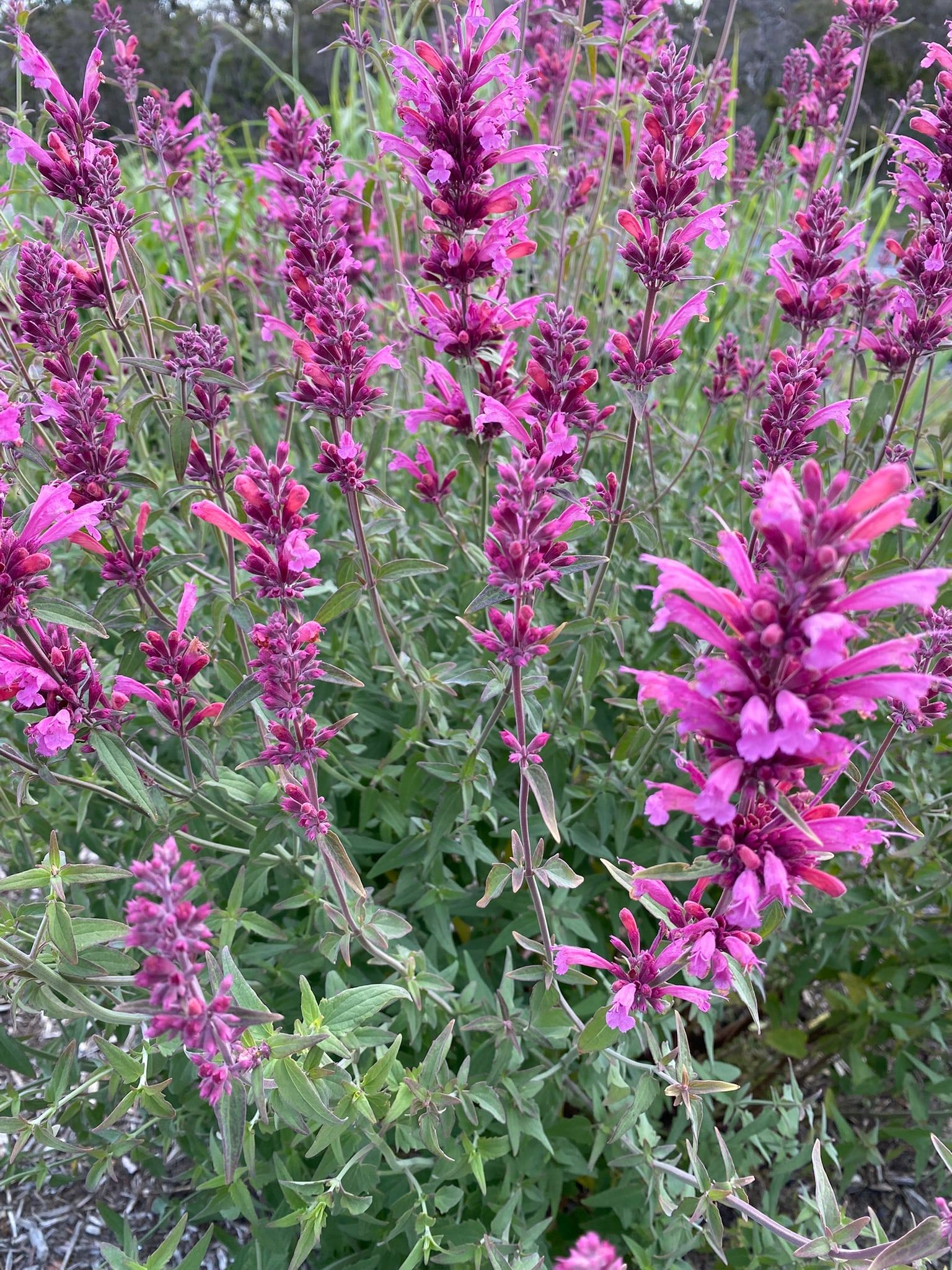 Pink agastache flower spikes above soft grey-green leaves