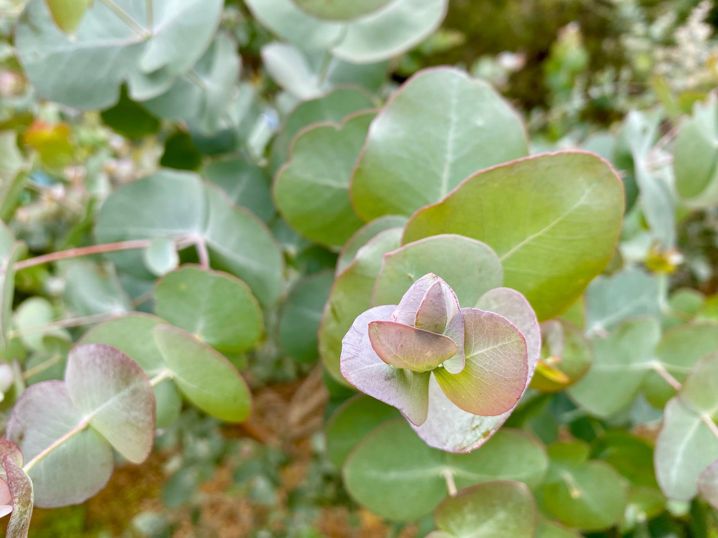 Round blue-grey eucalyptus leaves with a new pink-tinged shoot