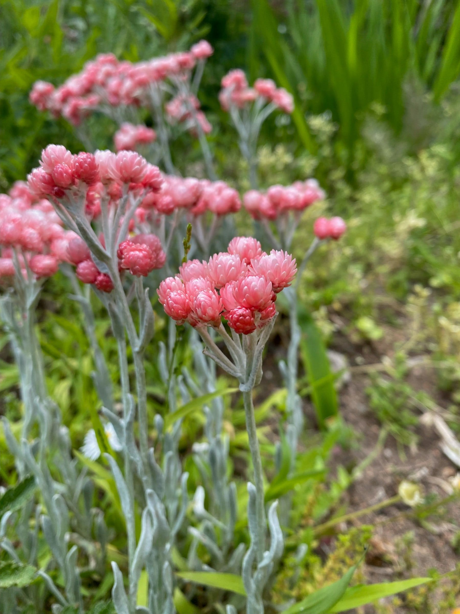 Clusters of pink everlasting daisies on silver stems in a sunny garden bed