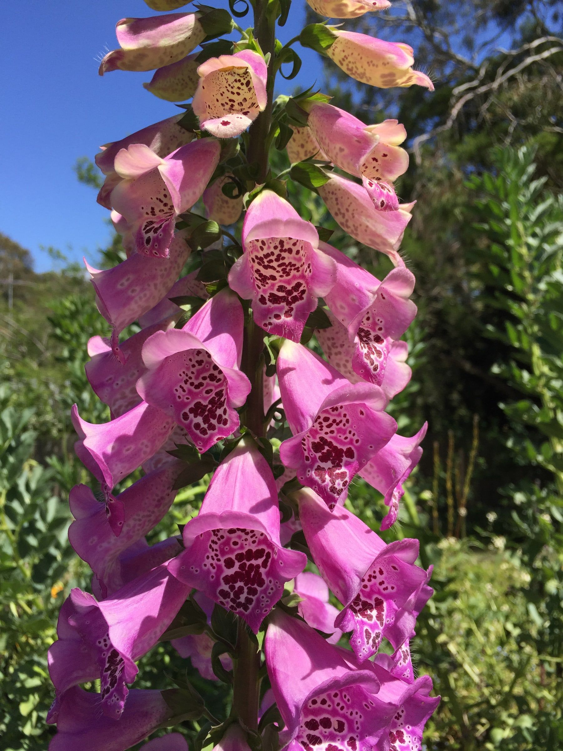 A tall spire of speckled pink foxglove flowers against a blue sky
