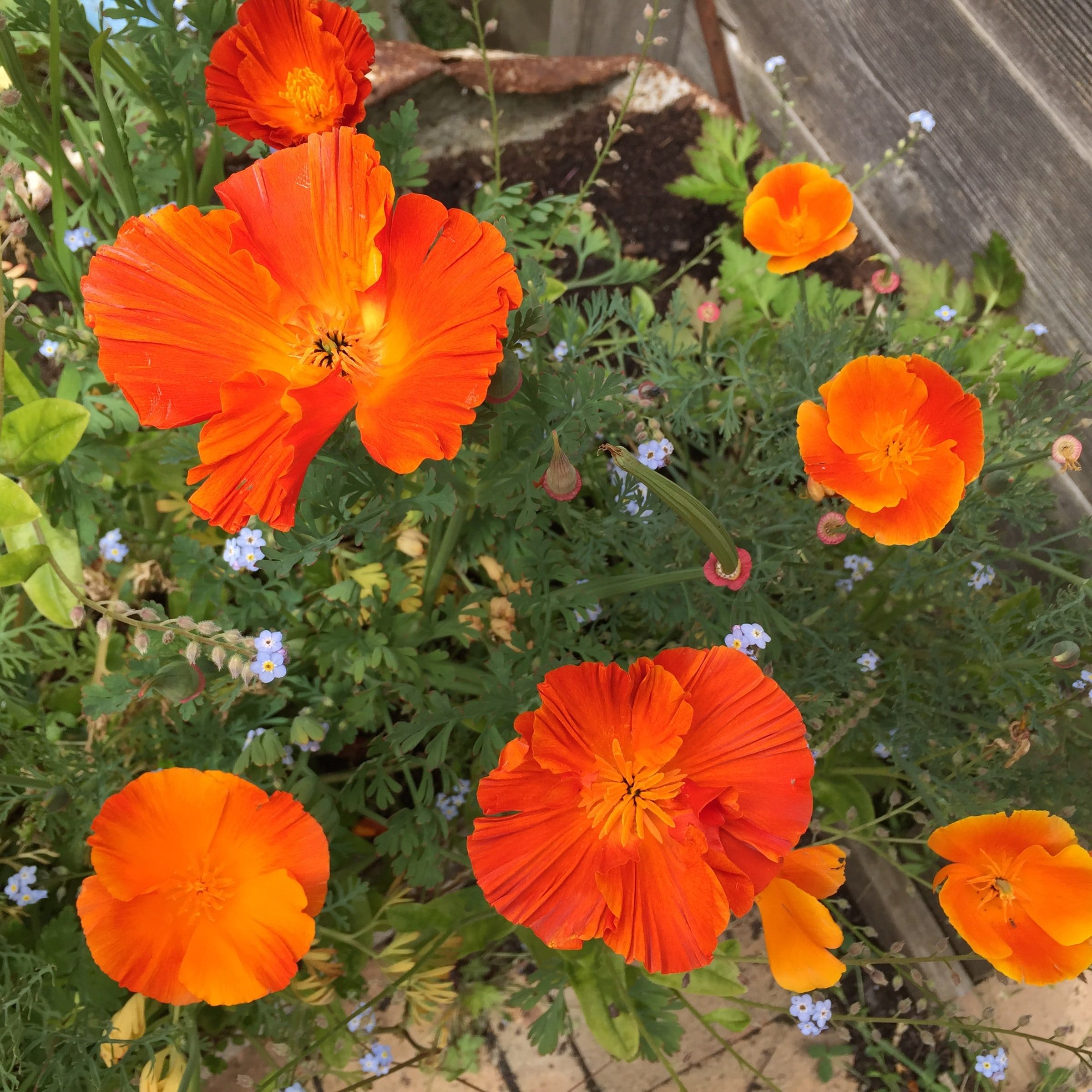Orange Californian poppies among tiny blue forget-me-nots
